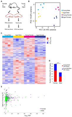 Aging differentially alters the transcriptome and landscape of chromatin accessibility in the male and female mouse hippocampus